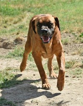 DRACO, Hund, Boxer-Mix in Spanien - Bild 33