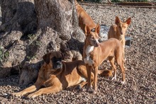 DRACO, Hund, Boxer-Mix in Spanien - Bild 4