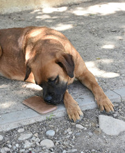 DRACO, Hund, Boxer-Mix in Spanien - Bild 40