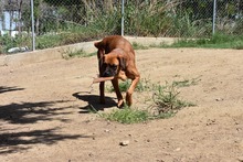 DRACO, Hund, Boxer-Mix in Spanien - Bild 43