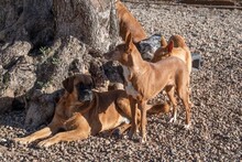 DRACO, Hund, Boxer-Mix in Spanien - Bild 5