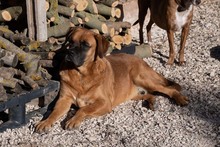 DRACO, Hund, Boxer-Mix in Spanien - Bild 7