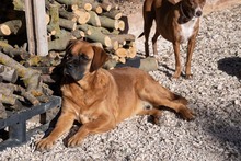 DRACO, Hund, Boxer-Mix in Spanien - Bild 8