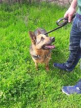TEA, Hund, Deutscher Schäferhund in Bulgarien - Bild 1