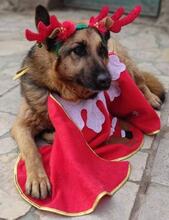 TEA, Hund, Deutscher Schäferhund in Bulgarien - Bild 3