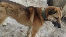 KAFIAVCHO, Hund, Mischlingshund in Bulgarien - Bild 2