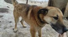 KAFIAVCHO, Hund, Mischlingshund in Bulgarien - Bild 3