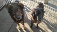 BOB, Hund, Mischlingshund in Bulgarien - Bild 1