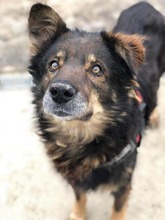 BOB, Hund, Mischlingshund in Bulgarien - Bild 2