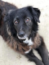 MARLEY, Hund, Mischlingshund in Bulgarien - Bild 2