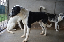 OLDRICH, Hund, Mischlingshund in Italien - Bild 6