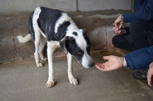OLDRICH, Hund, Mischlingshund in Italien - Bild 7