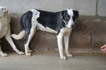 OLDRICH, Hund, Mischlingshund in Italien - Bild 8