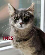 INES, Katze, Europäisch Kurzhaar in Bosnien und Herzegowina - Bild 1