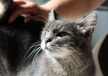 INES, Katze, Europäisch Kurzhaar in Bosnien und Herzegowina - Bild 4