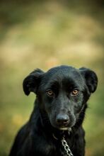 VINO, Hund, Mischlingshund in Ungarn - Bild 1