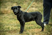 VINO, Hund, Mischlingshund in Ungarn - Bild 2