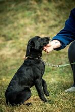 VINO, Hund, Mischlingshund in Ungarn - Bild 3