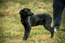 VINO, Hund, Mischlingshund in Ungarn - Bild 4