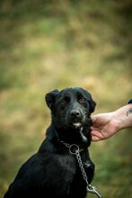 VINO, Hund, Mischlingshund in Ungarn - Bild 6