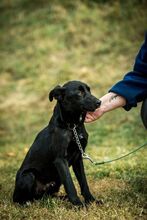 VINO, Hund, Mischlingshund in Ungarn - Bild 7