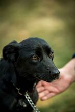 VINO, Hund, Mischlingshund in Ungarn - Bild 8