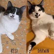 DARWIN, Katze, Europäisch Kurzhaar in Rumänien - Bild 1