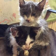 DARWIN, Katze, Europäisch Kurzhaar in Rumänien - Bild 3