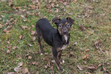 EVI, Hund, Mischlingshund in Kroatien - Bild 4