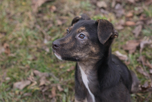 EVI, Hund, Mischlingshund in Kroatien - Bild 5