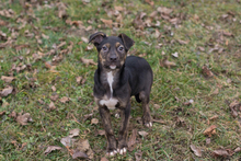 EVI, Hund, Mischlingshund in Kroatien - Bild 6