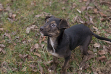 EVI, Hund, Mischlingshund in Kroatien - Bild 7
