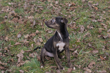 EVI, Hund, Mischlingshund in Kroatien - Bild 8