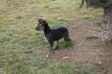EVI, Hund, Mischlingshund in Kroatien - Bild 9