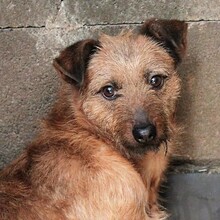 JACKSON, Hund, Mischlingshund in Ungarn - Bild 1