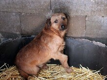 JACKSON, Hund, Mischlingshund in Ungarn - Bild 2