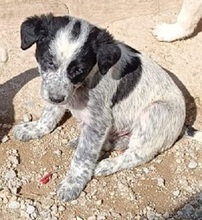 VALERIA, Hund, Mischlingshund in Griechenland - Bild 1
