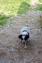 VALERIA, Hund, Mischlingshund in Griechenland - Bild 4