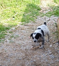 VALERIA, Hund, Mischlingshund in Griechenland - Bild 5
