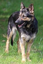 EYLA, Hund, Deutscher Schäferhund-Mix in Algermissen - Bild 1