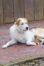 NELSON, Hund, Irish Wolfhound-Collie-Mix in Nordstemmen - Bild 1