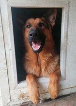 JAMIE, Hund, Mischlingshund in Kroatien - Bild 2