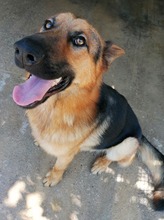 JAMIE, Hund, Mischlingshund in Kroatien - Bild 3