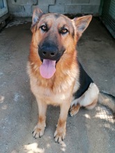 JAMIE, Hund, Mischlingshund in Kroatien - Bild 6