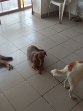 MOMROO, Hund, Dackel-Mix in Rumänien - Bild 10