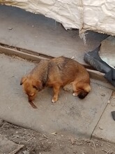 MOMROO, Hund, Dackel-Mix in Rumänien - Bild 11