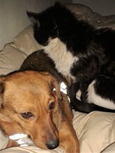 MOMROO, Hund, Dackel-Mix in Rumänien - Bild 18
