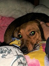MOMROO, Hund, Dackel-Mix in Rumänien - Bild 19