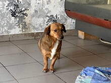 MOMROO, Hund, Dackel-Mix in Rumänien - Bild 2