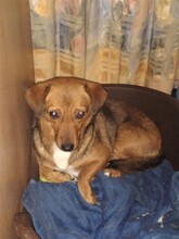 MOMROO, Hund, Dackel-Mix in Rumänien - Bild 21